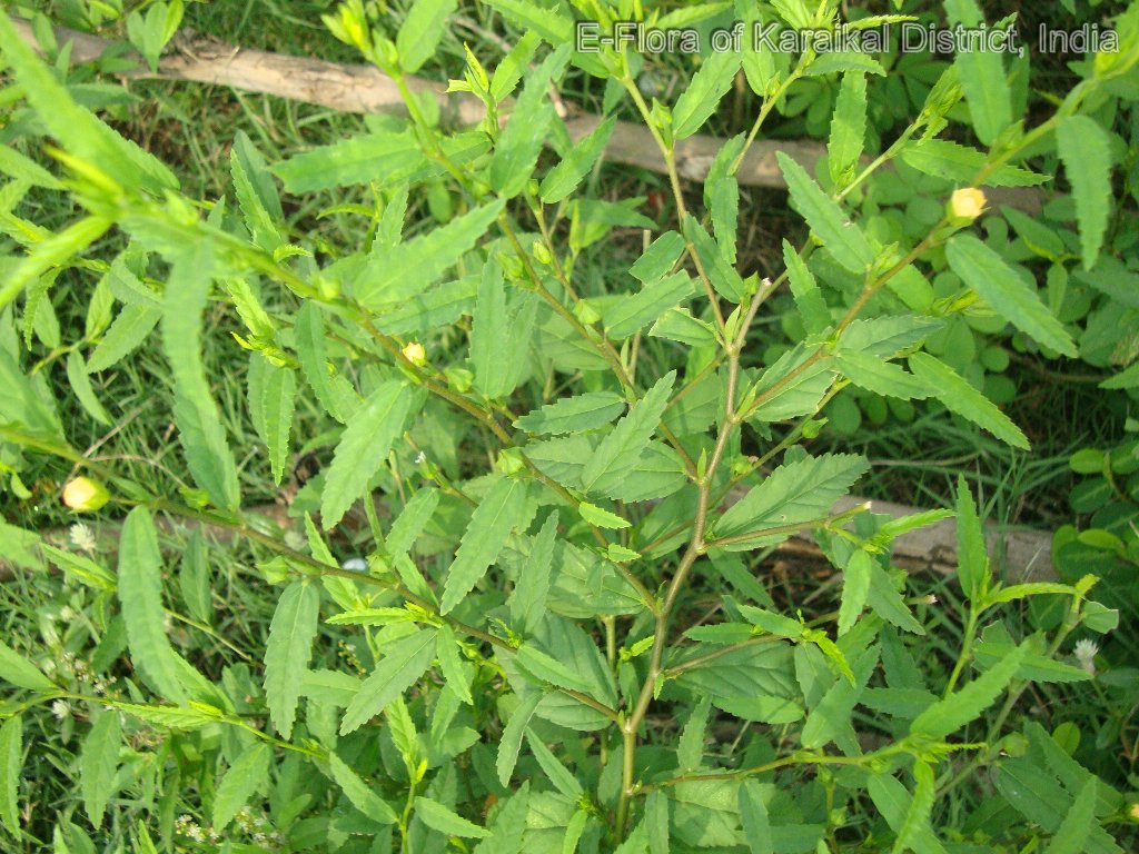 Plant Detail